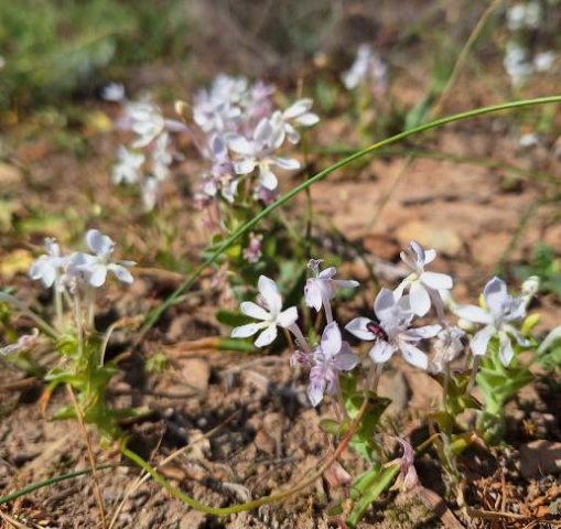 Lapeirousia pyramidalis subsp. pyramidalis thin leaves